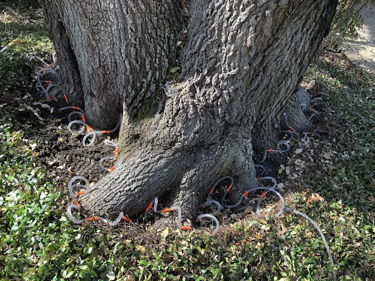 Detailed Tree Cabling and Bracing job site in Prairieburg