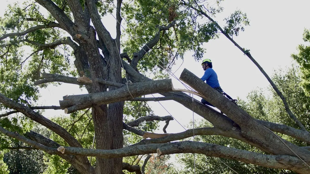 Professional Crown Thinning performed by certified arborists in Prairieburg