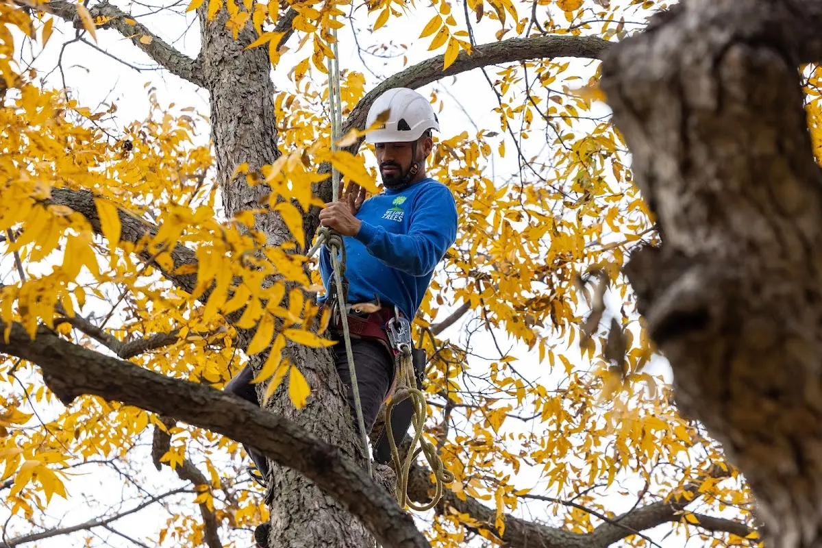Skilled Tree Transplanting crew working in Prairieburg